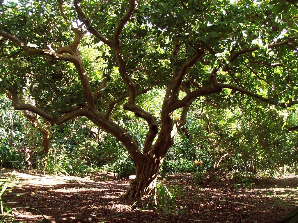 Quinta das Buganvílias Castelo Branco  Exterior foto